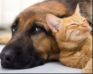Animais de estima
