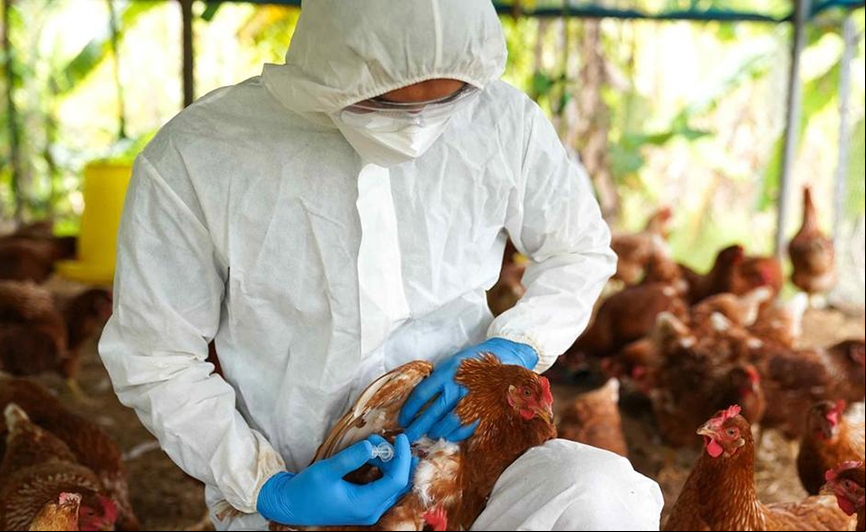 Confirmada primeira morte pela variante H5N2 da gripe avi