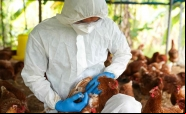 Confirmada primeira morte pela variante H5N2 da gripe avi