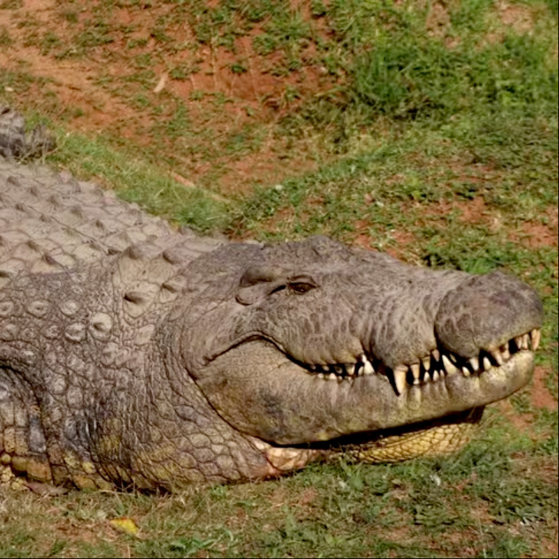 Crocodilo mais velho da hist